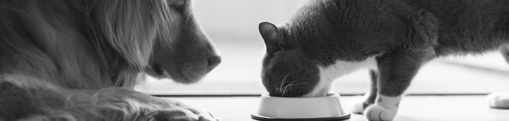 Donnez-vous la quantité optimale de protéines à votre chat ?