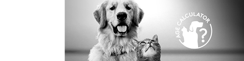 Quel âge a vraiment votre animal ?