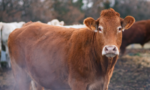 Diarrhées néonatales