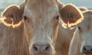 Le diagnostic du parasitisme chez les bovins