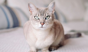 Le chat de race peut être disposé à certaines maladies