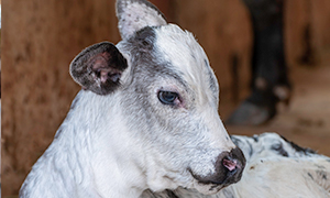 Les coccidioses du veau