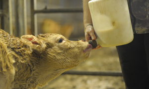 Comment évaluer la qualité du colostrum pour les veaux ?