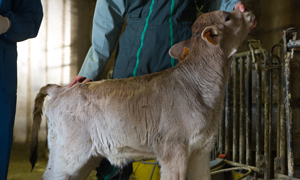 Colostrum pour le veau : quels sont ses besoins ?