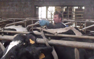 Comment lutter contre les mouches en élevage bovin ?