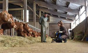 Parasites des bovins : quelles sont les particularités des parasites externes et parasites internes ?