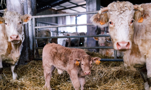 La rumination chez les bovins : fonctionnement du système digestif