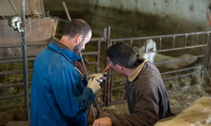 Les antibiotiques en élevage bovin : comment bien les utiliser ?