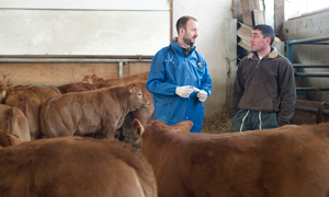 Les tiques des bovins, une menace parasitaire à ne pas négliger