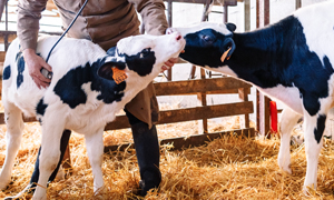 Les diarrhées du veau : connaitre les causes de cette maladie