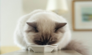 Chat : comment organiser son intérieur pour le bien-etre de mon animal ?