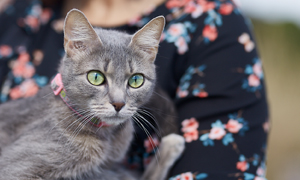 Vermifuge pour chien et chat : pourquoi est-ce important de le vermifuger ?