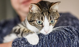 Diarrhée chat - Que faire pour soigner mon animal de compagnie ?