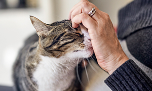 Hygiène du chat: quels sont les soins à prodiguer ?