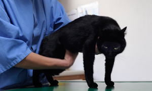 Insuffisance rénale chronique chez le chat : comment savoir si mon chat est atteint et comment le guérir ?