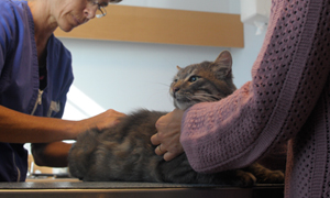 Quelle alimentation pour mon chat qui souffre de problèmes urinaires ?