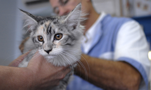Vaccin chat : contre quelles maladies le protéger ?