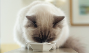 Mon chat est en surpoids : que faire ?