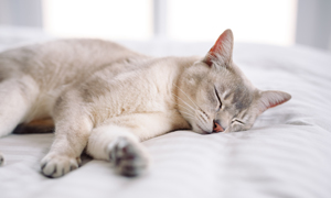 Mon chat a une leucose : signes et causes