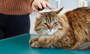 Mon chat souffre de problèmes respiratoires : comment réagir ?