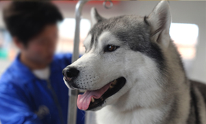 Quelle alimentation pour un chien souffrant de dermatite atopique ?