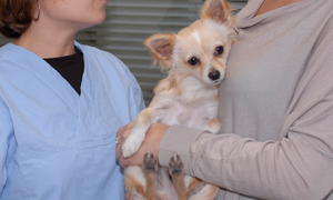 Alimentation et problèmes dermatologiques chez le chien et le chat