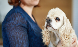 Mon chien est-il allergique ?