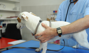 Arthrose du chien : que faire ? Quelle alimentation choisir ?