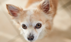 La stérilisation du chien mâle