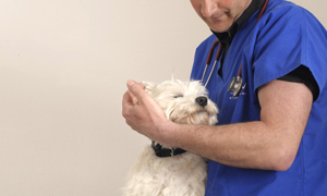 La dermatite atopique chez le chien, c'est quoi ?