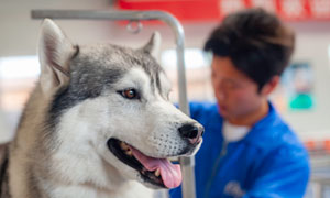 Diarrhée - pourquoi mon chien a la diarrhée et comment le soigner ?