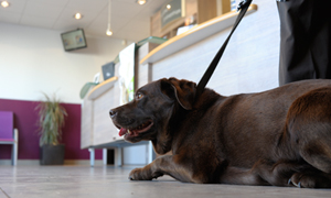 Incontinence urinaire du chien, que faire si ma chienne a des fuites urinaires ?