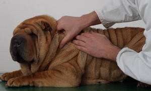 Mon chien a une infection de la peau, que faire ?