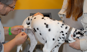 Les maladies de la peau chez le chien : comment soigner son chien ?