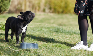 Quels besoins nutritionnels pour mon chiot et mon jeune chien ?