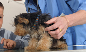 Mon chien a la peau grasse et des pellicules, que faire ?