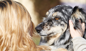 Comment prendre soin de la peau de son chien ?