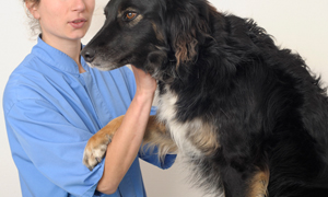 Maladies de la prostate chez le chien : symptômes et dépistage