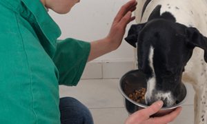 Surpoids chez les chiens et les chats : conseils pratiques pour une bonne alimentation