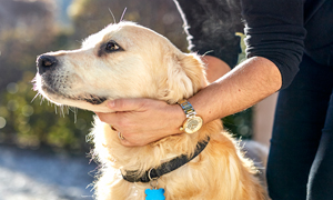 La leishmaniose canine : comment protéger son chien ?