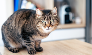 Quels sont les signes qui montrent que mon animal est en surpoids ?