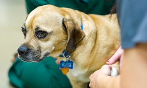 Surpoids, obésité : quels sont les risques ?