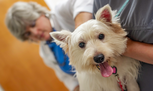 Mon chien est en surpoids : que faire ?