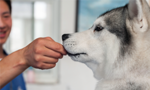 Chien : quels sont les signes cliniques de la leptospirose ?