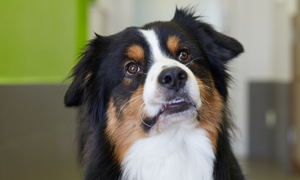 Mon chien a une parvovirose : signes et causes