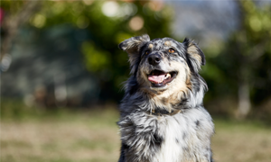 Prédispositions raciales dans l'espèce canine