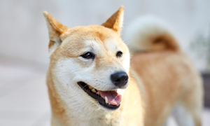 Rage : une maladie à éviter