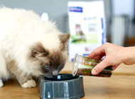 Chat