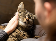 Chat